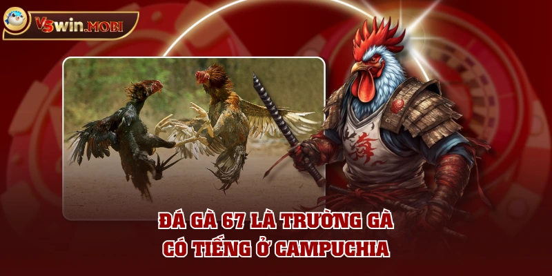 Đá gà 67 là trường gà có tiếng ở Campuchia Đá gà 67 là trường gà có tiếng ở Campuchia