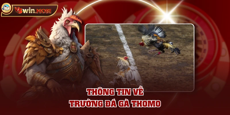 Thông tin về trường đá gà Thomo Thông tin về trường đá gà Thomo