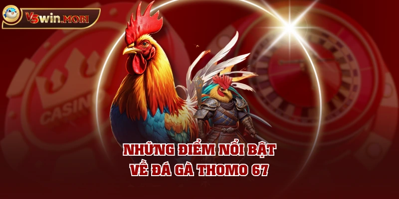 Những điểm nổi bật về đá gà Thomo 67 Những điểm nổi bật về đá gà Thomo 67