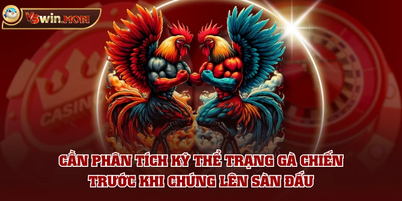 Cần phân tích kỹ thể trạng gà chiến trước khi chúng lên sàn đấu Cần phân tích kỹ thể trạng gà chiến trước khi chúng lên sàn đấu