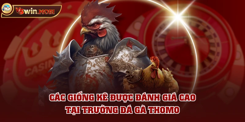 Các giống kê được đánh giá cao tại trường đá gà Thomo Các giống kê được đánh giá cao tại trường đá gà Thomo