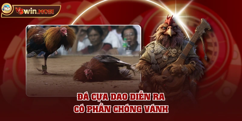 Đá cựa dao diễn có phần chóng vánh Đá cựa dao diễn có phần chóng vánh